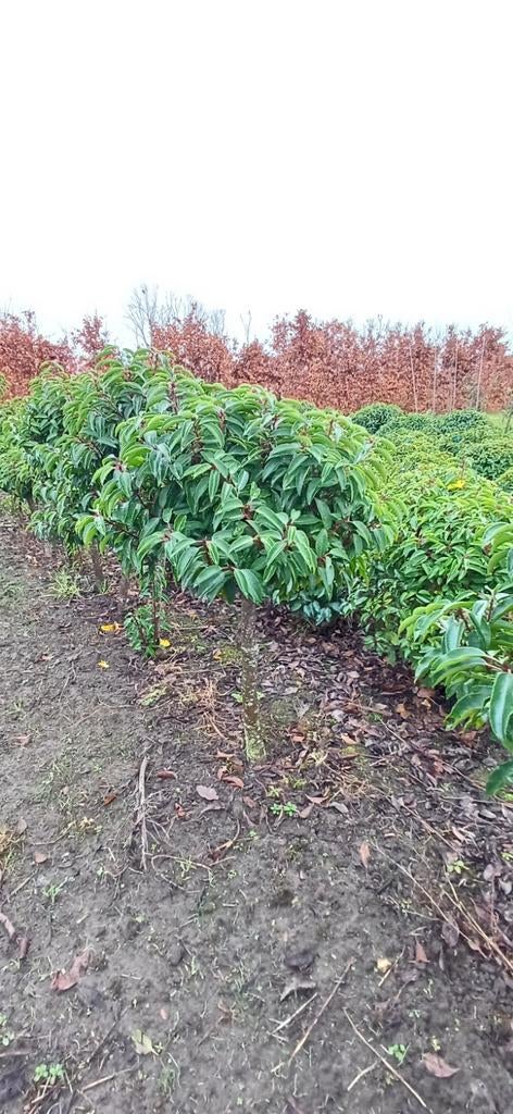 Portugese laurier bol op stam, Ophalen, Laurier, Struik, Minder dan 100 cm