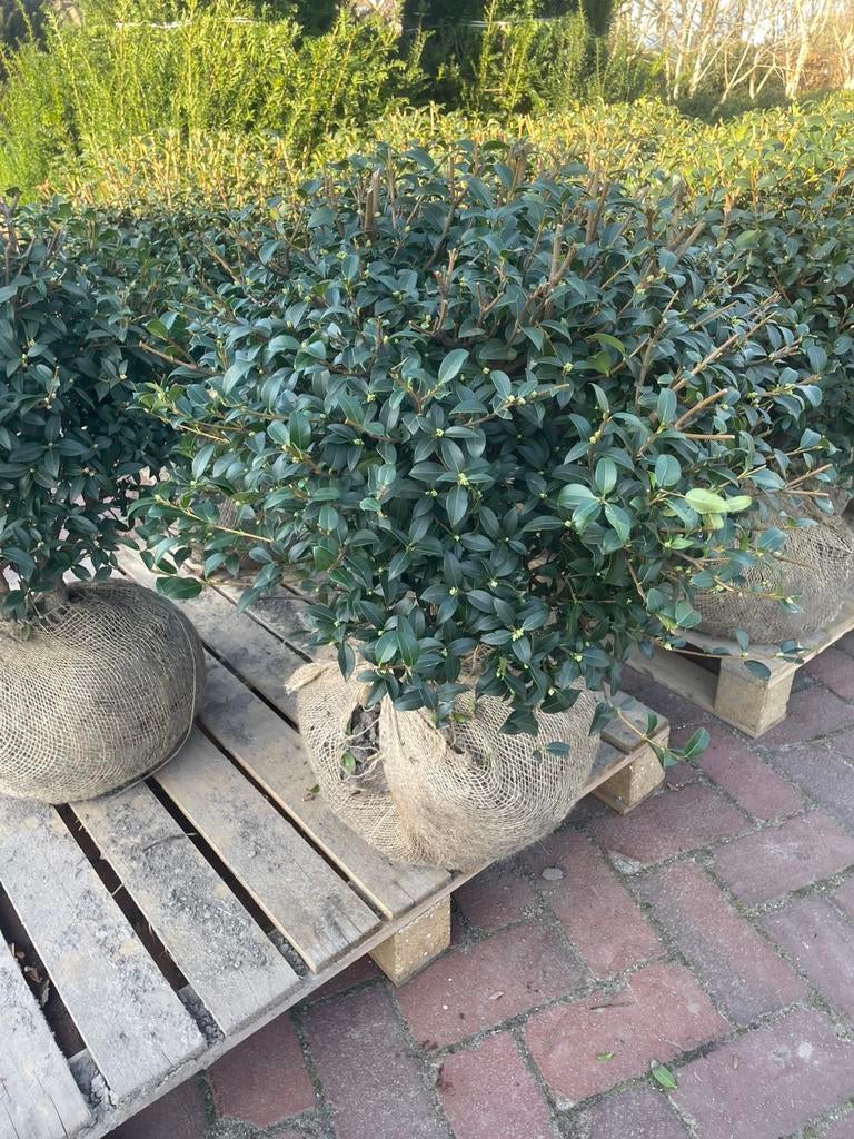 Schijnhulst Osmanthus bolvorm leverbaar tot 150 cm diameter., Ophalen, Overige soorten, Struik, 100 tot 250 cm