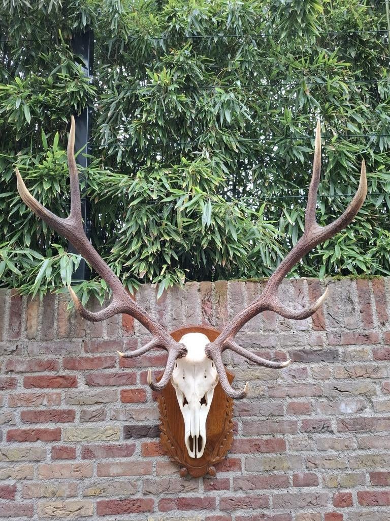 Schedel edelhert groot gewei jacht opgezette taxidermy hert, Ophalen, Hert, Schedel
