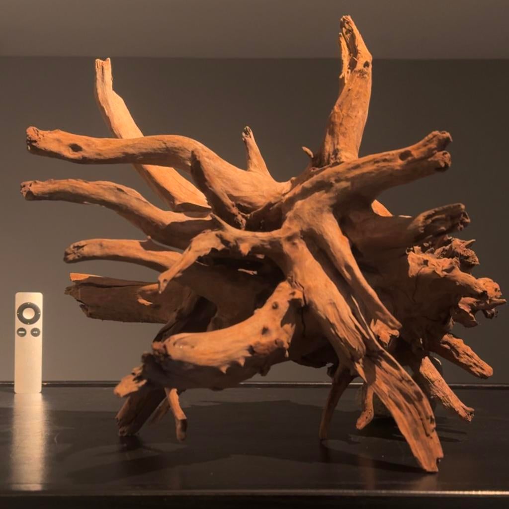 Uniek stuk Kienhout / Driftwood / Spiderwood, Hout Decoratie, Ophalen of Verzenden, Zo goed als nieuw, Plant(en), Steen of Hout