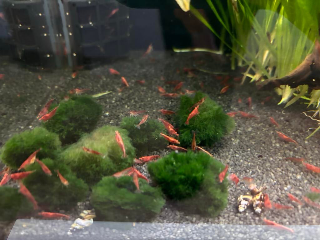 Vuurgarnalen/Dwerggarnalen, Kreeft, Krab of Garnaal