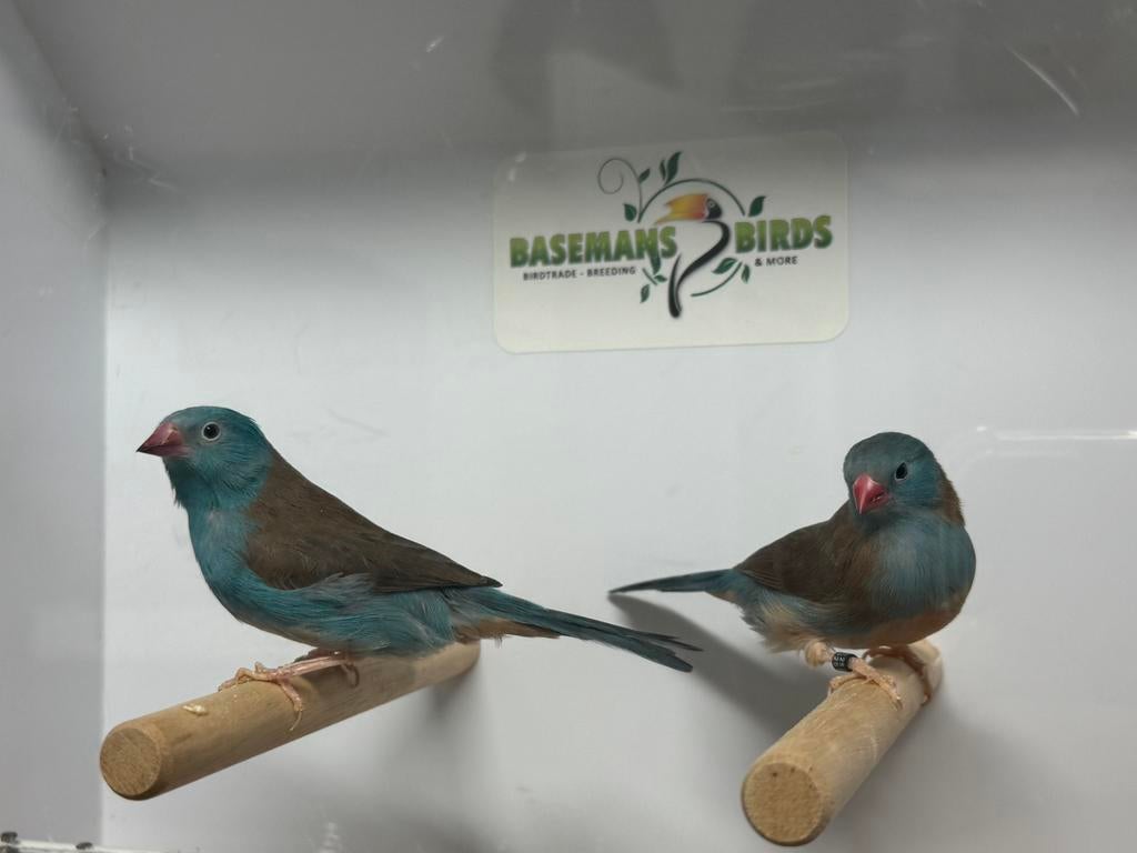 Blauwkop blauwfazantje - Uraeginthus cyanocephalus, Meerdere dieren, Tropenvogel, Geringd