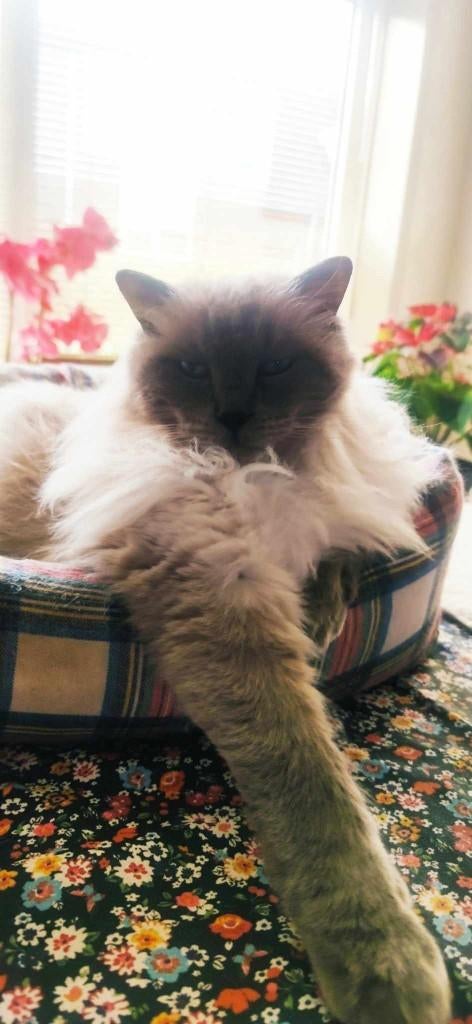 Notk Ragdoll gecastreerd verhuizing naar zorginstelling, Dieren en Toebehoren, Kater, Gechipt, 6 jaar of ouder