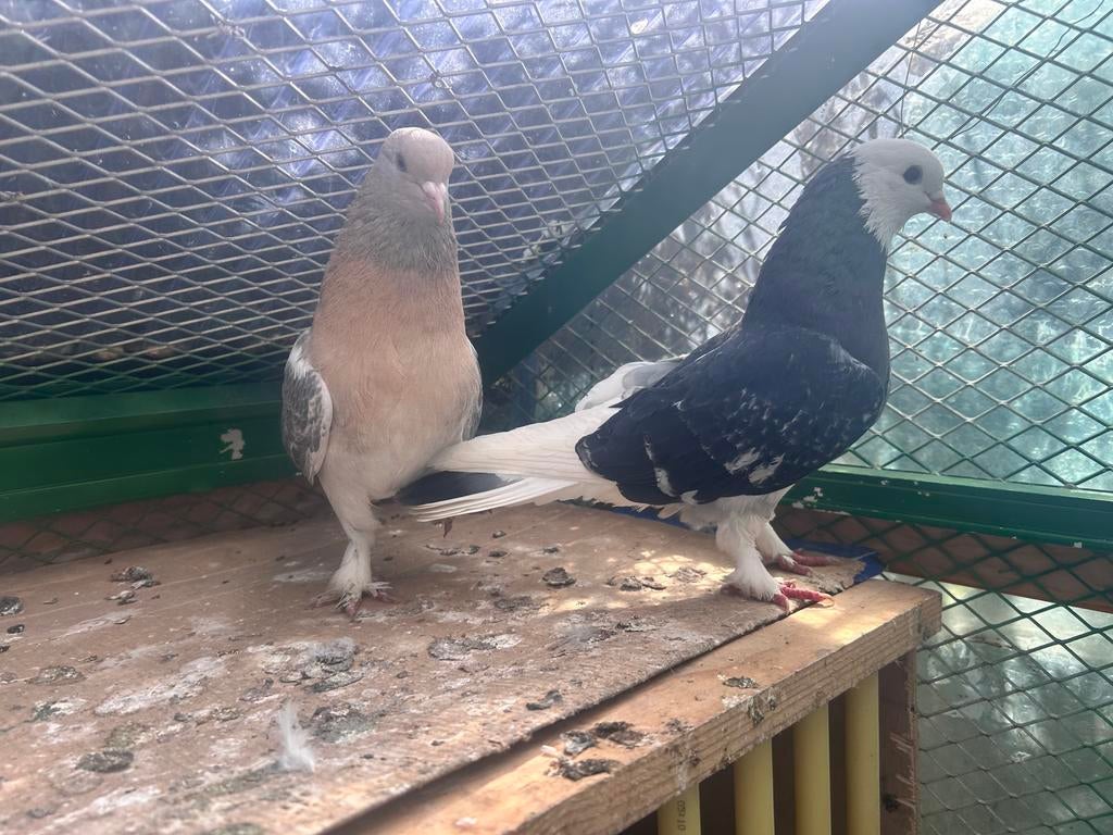 Takla koppel, Dieren en Toebehoren, Meerdere dieren