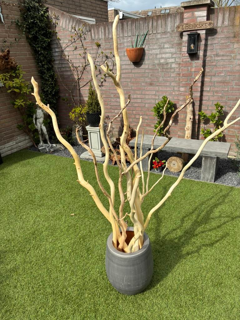 Decoratie stokken, Ophalen of Verzenden, Bloeit niet, Overige soorten