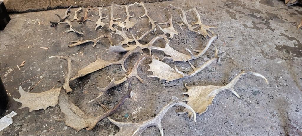 Gewei damhert stangen jacht jagen Veluwe geweien, Ophalen of Verzenden, Gebruikt, Hert, Gewei of Kop