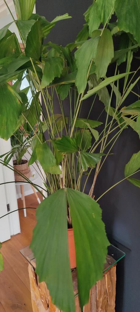 Caryota mitis (vissenstaart Palm), Ophalen, 100 tot 150 cm, Overige soorten, Halfschaduw