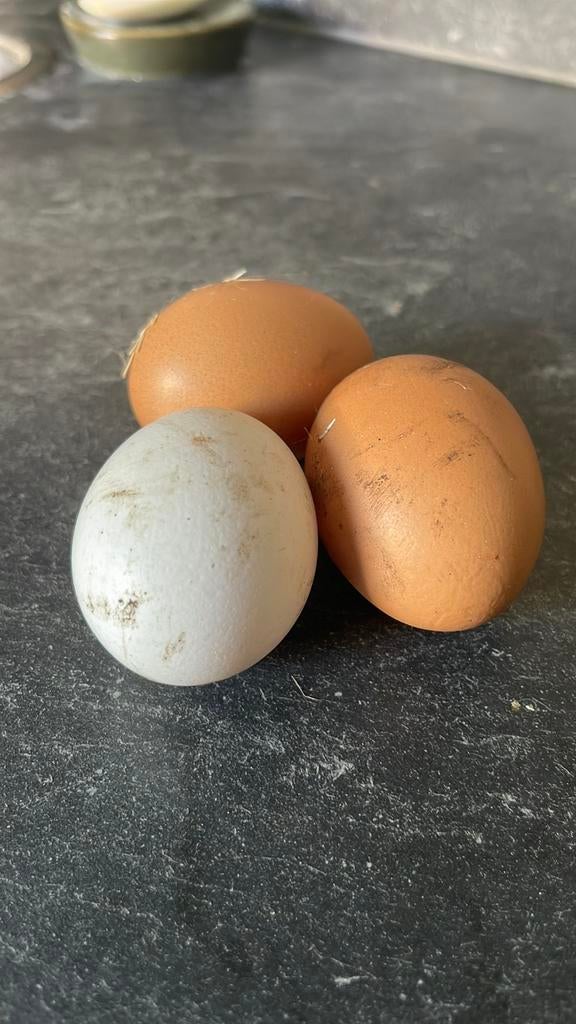 Verse eieren van eigen kippen, Ophalen