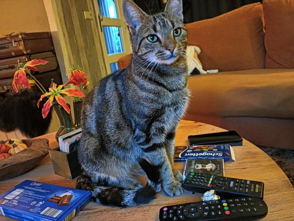 Help ons HASSAN terug te vinden!!, Dieren en Toebehoren, Katten en Kittens | Overige Katten