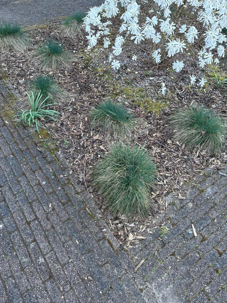 Siergras - Decoratieve en onderhoudsvriendelijke plant, Tuin en Terras, Ophalen, Volle zon, Vaste plant, Siergrassen