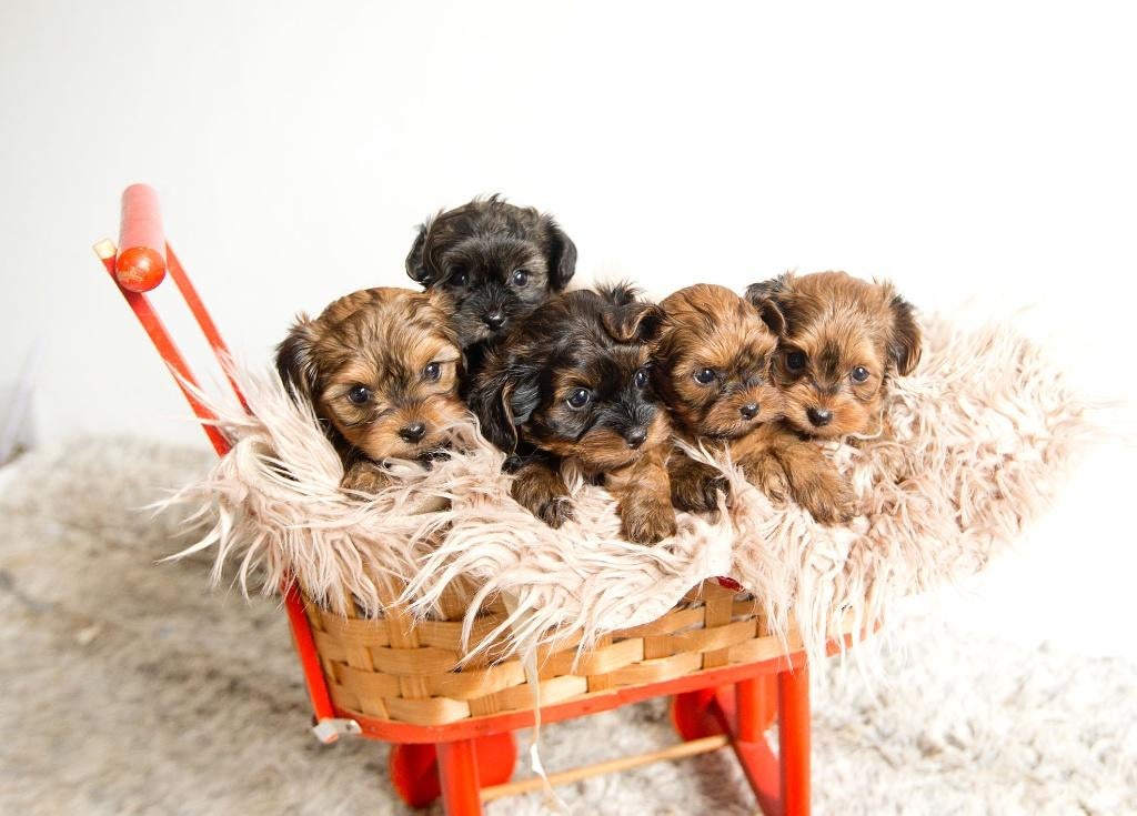 Schattige hypoallergene mini pups, Parvo, België, Fokker | Hobbymatig, Overige rassen