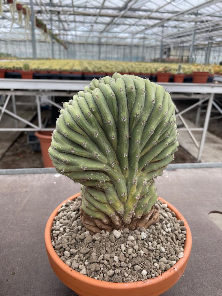 Cactus Lophocereus Schotti Cristaat Totempaal cactus, Ophalen of Verzenden, Minder dan 100 cm, Bloeiende kamerplant, Volle zon