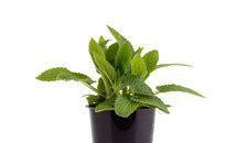 Crosne, Japanse andoorn, Ophalen, Vaste plant, Groenteplanten, Volle zon