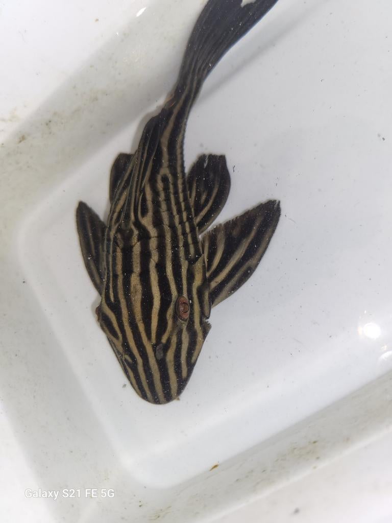 Tekoop panaque l027b xingu, Dieren en Toebehoren