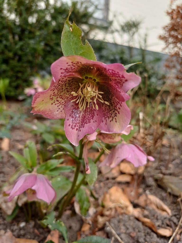 Helleborus roze kerstroos, Ophalen, Overige soorten, Halfschaduw