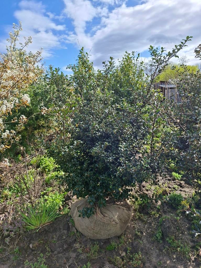 Mooie grote bossige hulst, Ophalen of Verzenden, Minder dan 100 cm