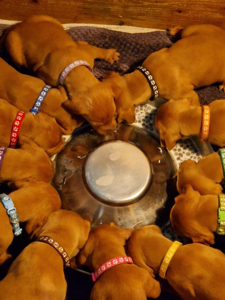 vizsla visla vizlapups, Overige rassen, 8 tot 15 weken, Parvo, Meerdere