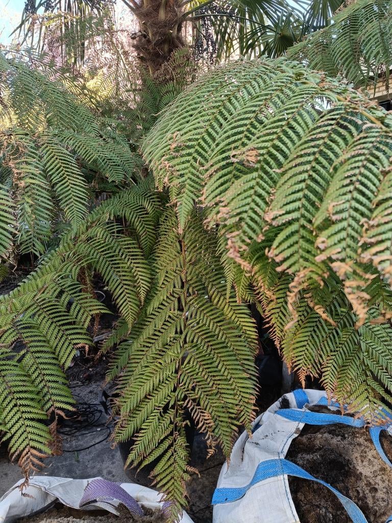 Dicksonia antarctica boomvaren, Ophalen