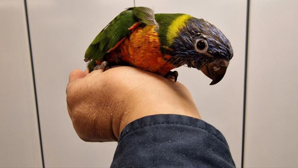 Lori van de blauwe bergen super tam, Dieren en Toebehoren, Mannelijk, Papegaai, Geringd