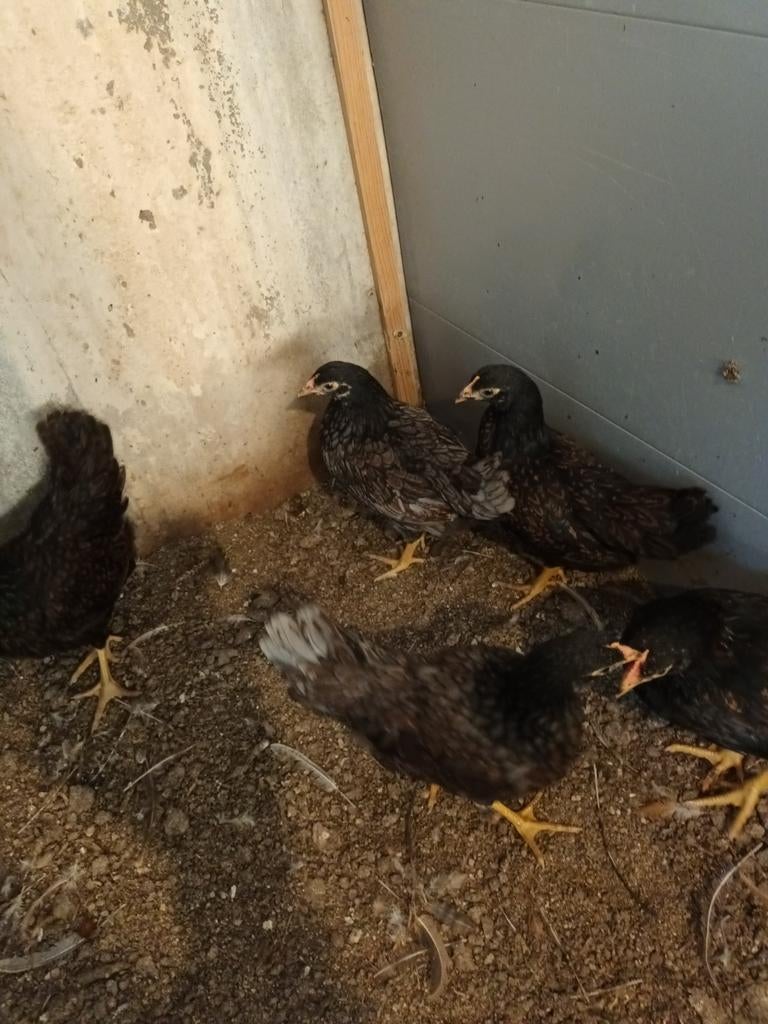 barnevelder kriel  cochin kriel, Dieren en Toebehoren, Pluimvee, Vrouwelijk, Kip