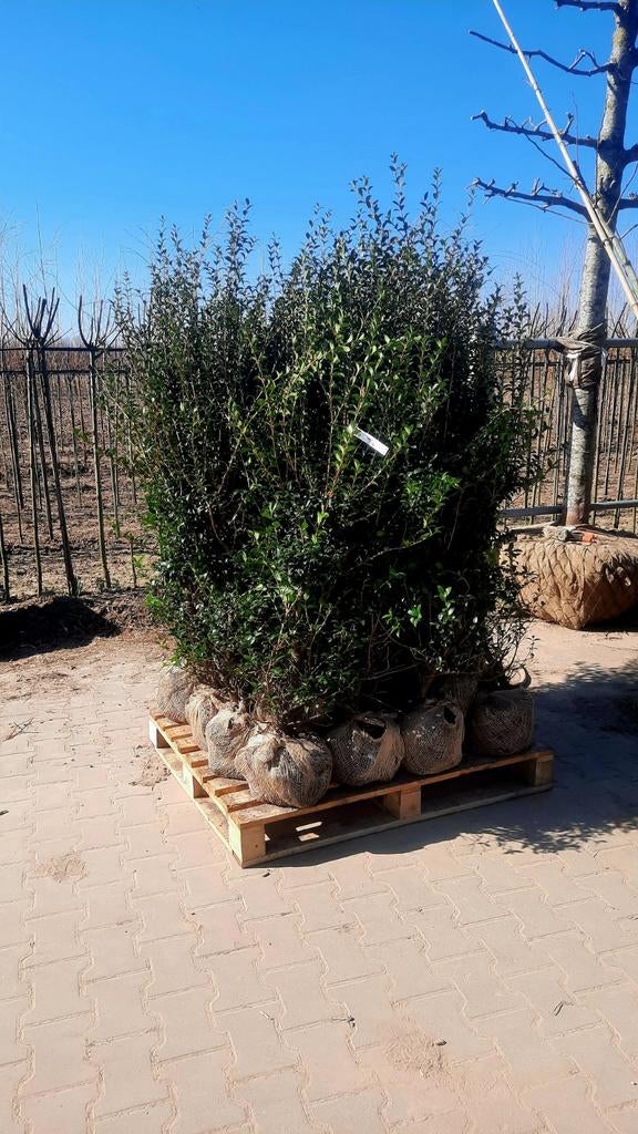 Osmanthus Burkwoodii 🌿 haagplant, Tuin en Terras, Planten | Bomen, Ophalen, Volle zon, Overige soorten