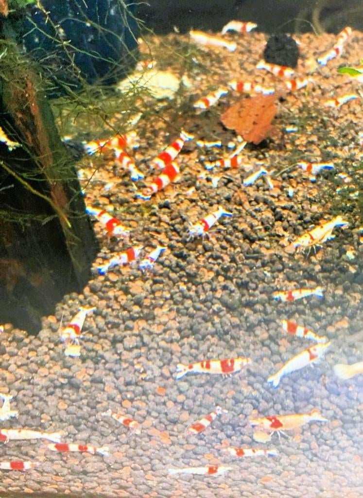 Crystal Red garnalen | Caridina, Dieren en Toebehoren, Vissen | Aquariumvissen, Kreeft, Krab of Garnaal, Zoetwatervis
