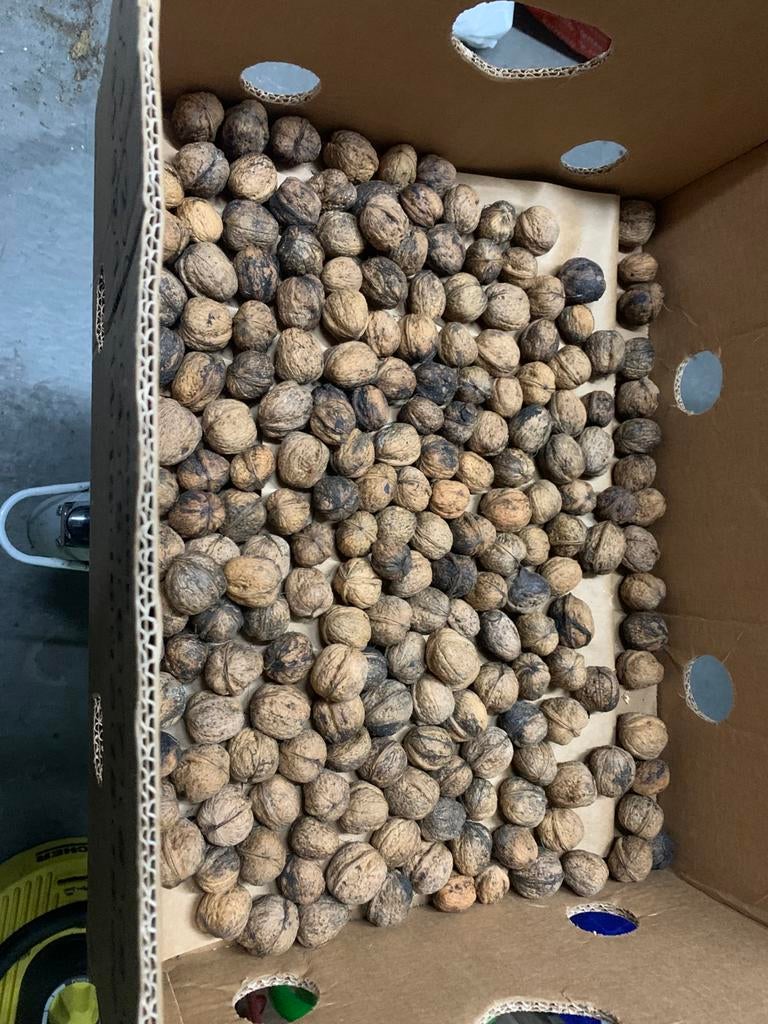Walnoten, Ophalen