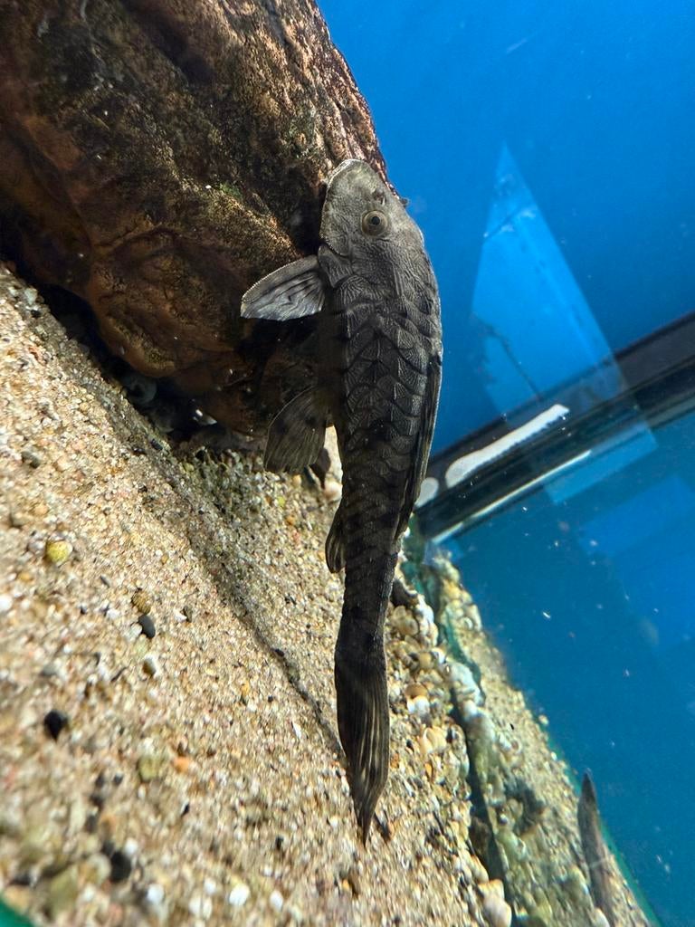 L95a - pseudorinelepis sp., Vis