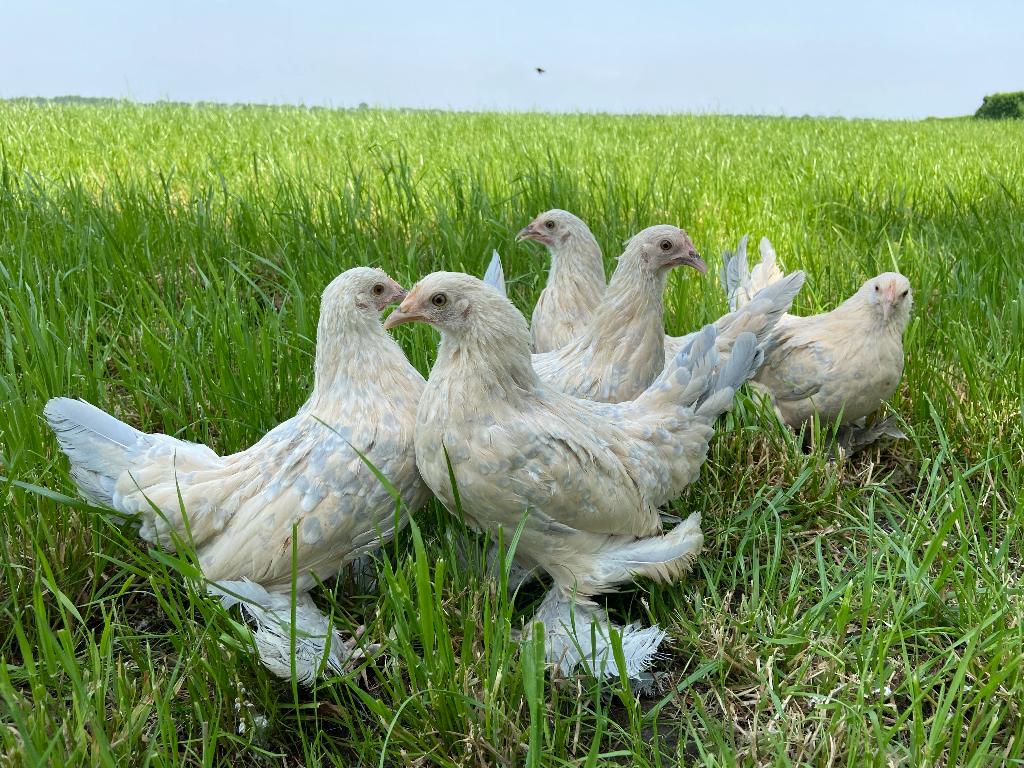 Jonge tamme Sabelpoot kriel kippen gesekst & ingeënt, Vrouwelijk, Kip