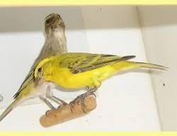 Gevraagd in Midden Nederland diverse poppen, Dieren en Toebehoren, Vogels | Overige Vogels, Vrouwelijk, Wildzangvogel