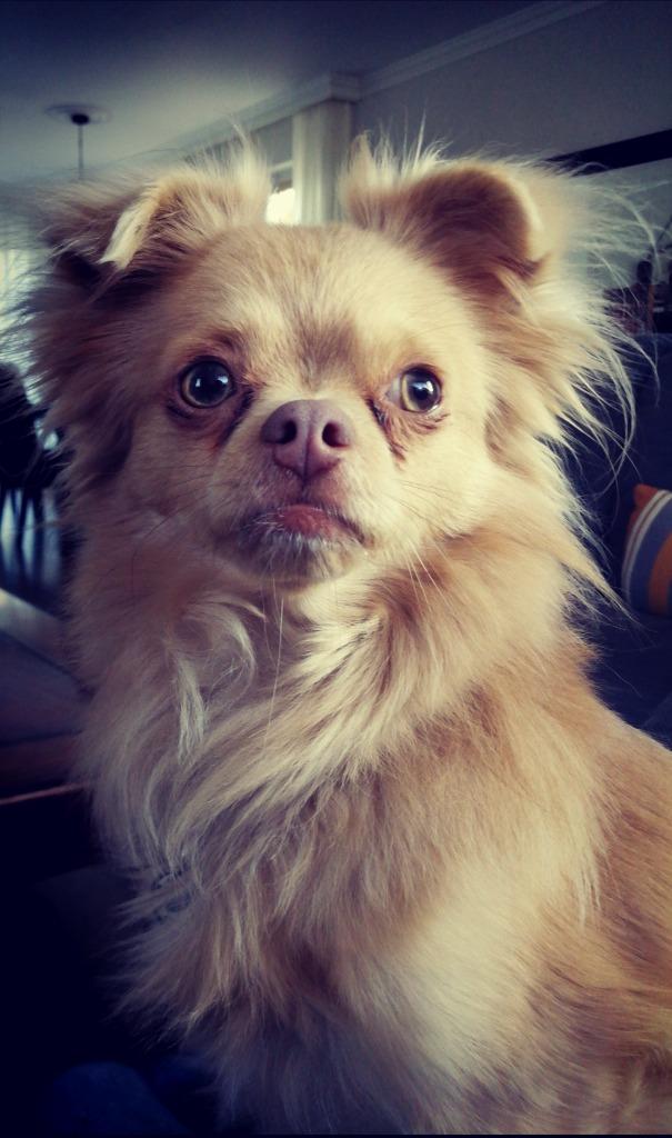 Dekreu Chihuahua, 6 jaar of ouder, Reu, Parvo, Eén hond