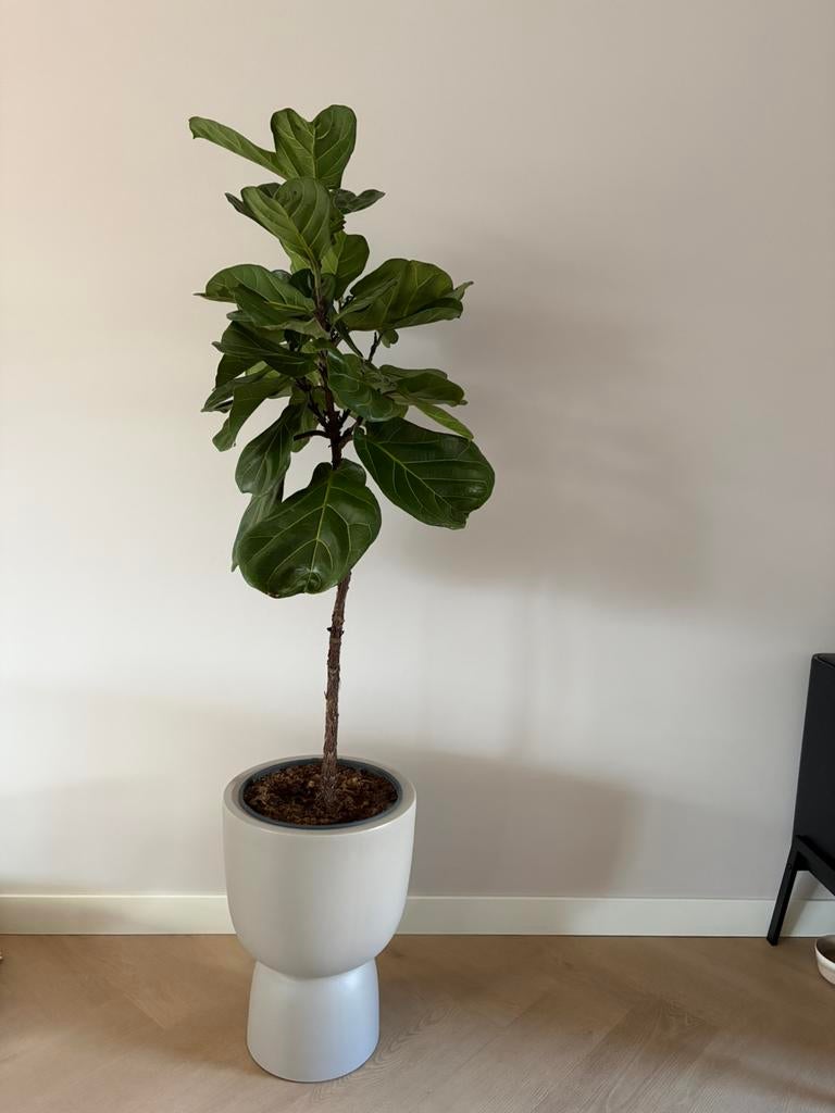 Tabaksplant nieuw, Ophalen, Halfschaduw