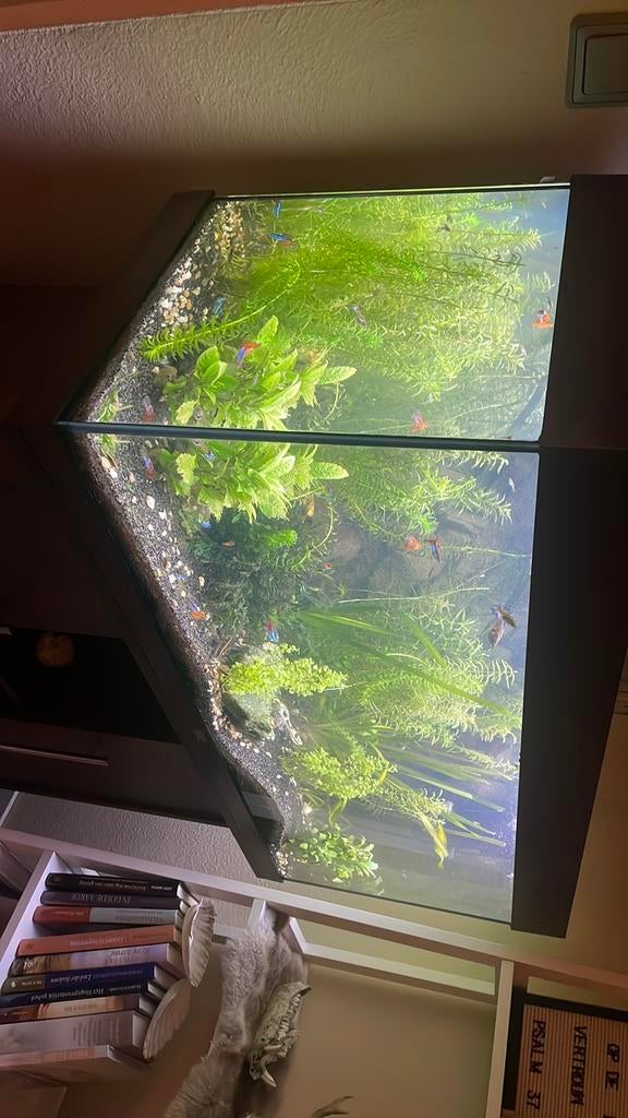 Mooi aquarium met meubel, Dieren en Toebehoren, Vissen | Aquaria en Toebehoren, Ophalen, Zo goed als nieuw, Gevuld zoetwateraquarium