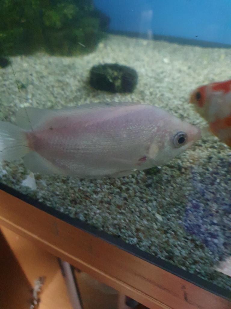 Goud vissen, Dieren en Toebehoren, Ophalen of Verzenden