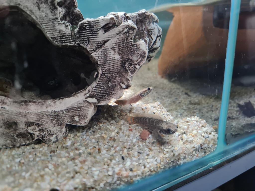 Channa Bleheri, Slangenkopvis, Dieren en Toebehoren, Vis, Zoetwatervis