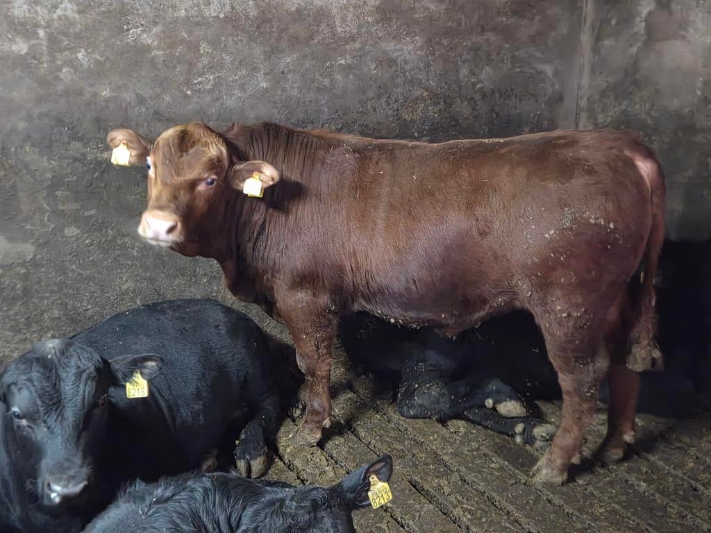 Gezocht: raszuivere Angus stier- en vaarskalveren, Dieren en Toebehoren, Mannelijk