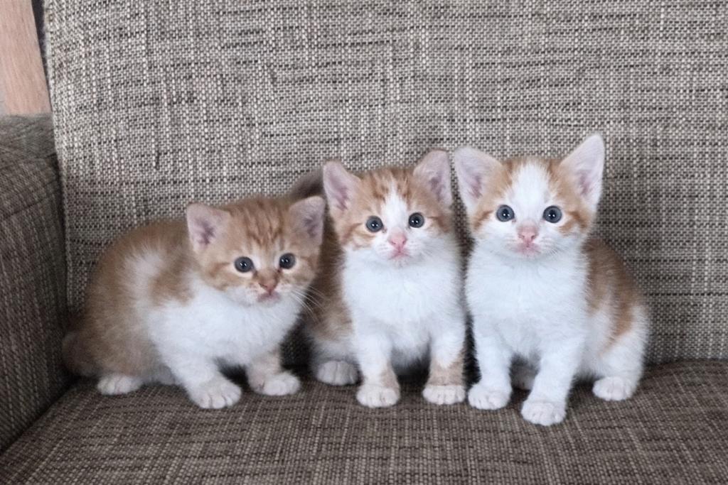 3 katertjes kittens, Kater, Ontwormd, 0 tot 2 jaar