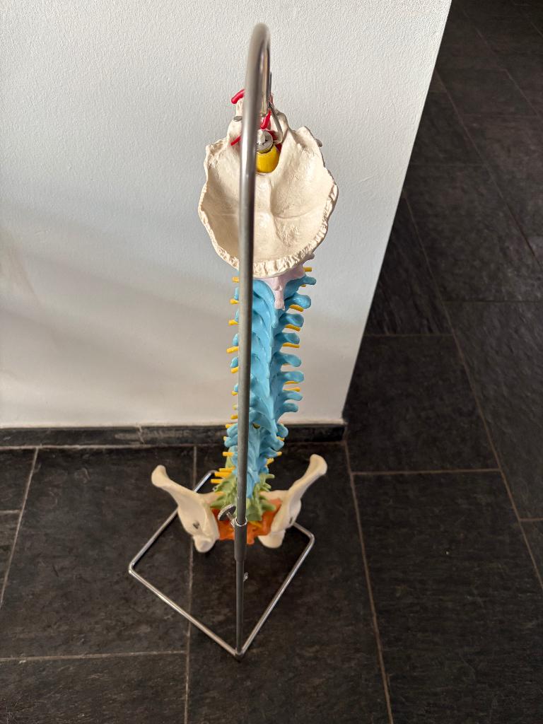 Anatomisch model wervelkolom kunststof met rvs steun, Ophalen of Verzenden, Zo goed als nieuw