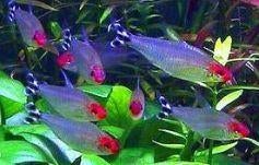 Roodkopzalm - Prachtig visje voor je tropisch aquarium, Dieren en Toebehoren, Vissen | Aquariumvissen, Zoetwatervis, Vis, Schoolvis