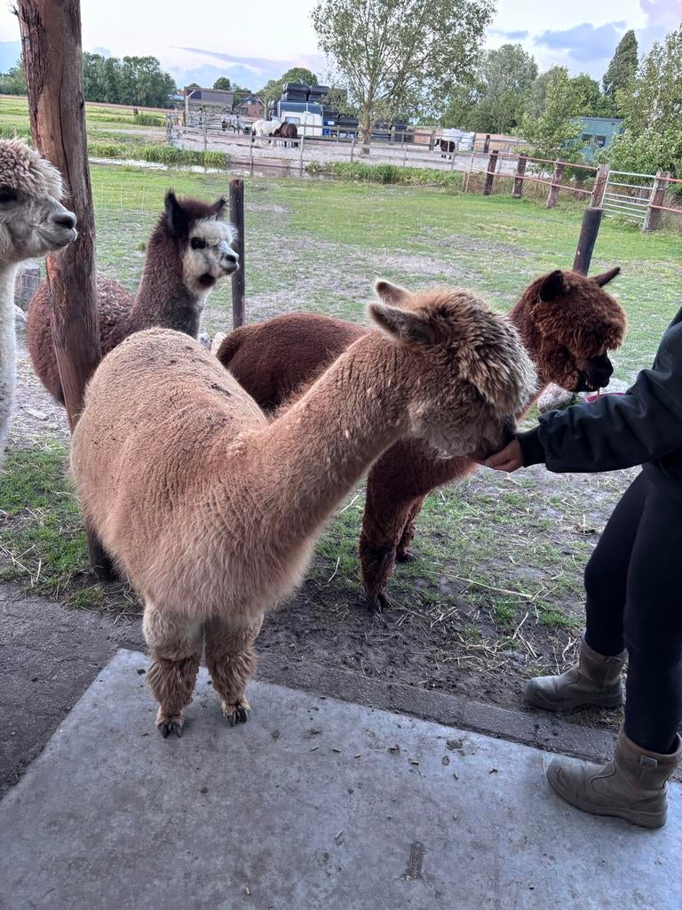 Drachtige alpaca merrie te koop, Dieren en Toebehoren, Overige Dieren, Juni, Vrouwelijk