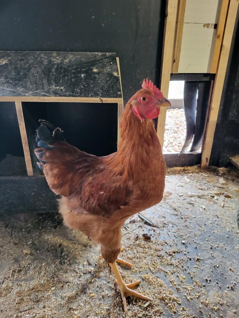 Te koop: jonge haan, Mannelijk, Kip