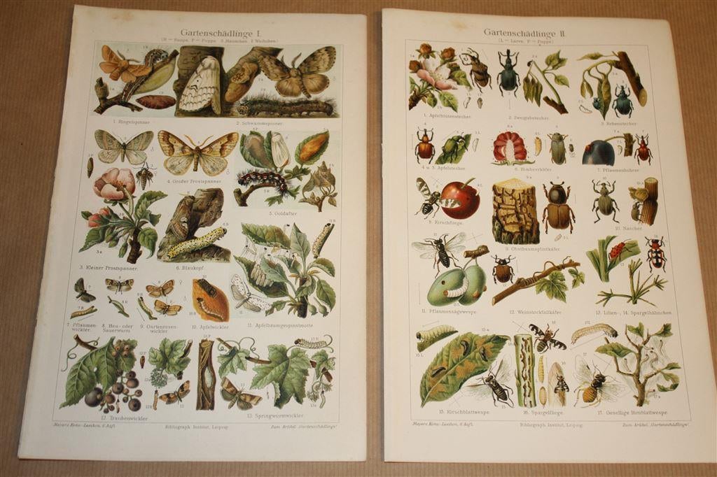 2 antieke kleurenlitho's - Schadelijke insecten - Ca 1900 !, Ophalen of Verzenden