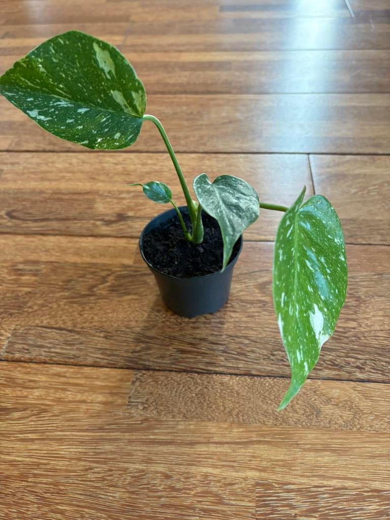 Mooie Monstera Thai Constellation plant 2, Ophalen of Verzenden, Halfschaduw, Minder dan 100 cm