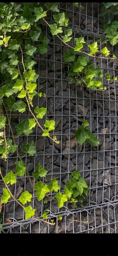 Basalt breuksteen, Ophalen, Minder dan 100 cm, Volle zon, Kersenboom