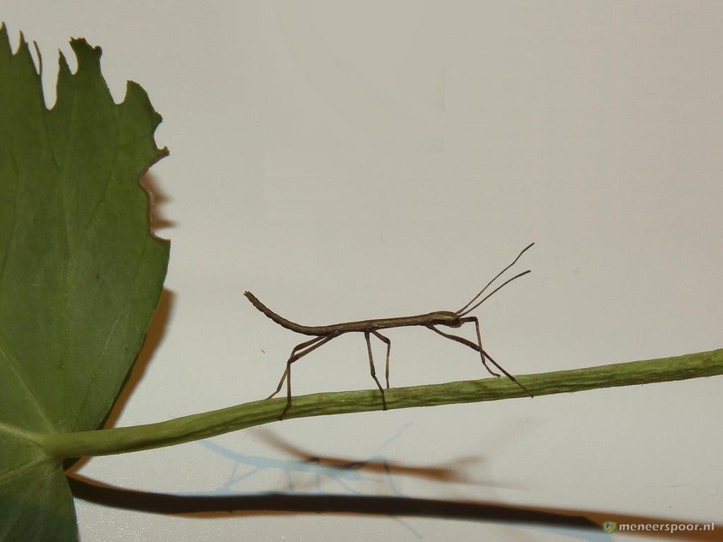 Indische wandelende takken nimfen (psg1), Dieren en Toebehoren, Wandelende tak