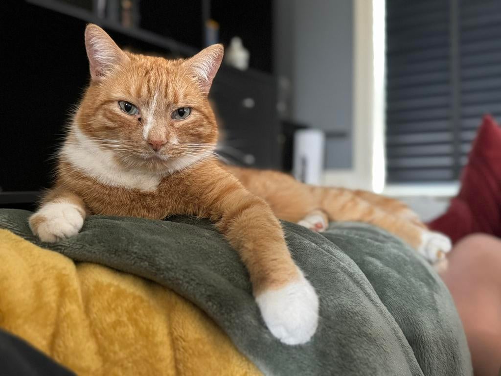 Vermist! Rode kater, Dieren en Toebehoren, Kater, Gechipt