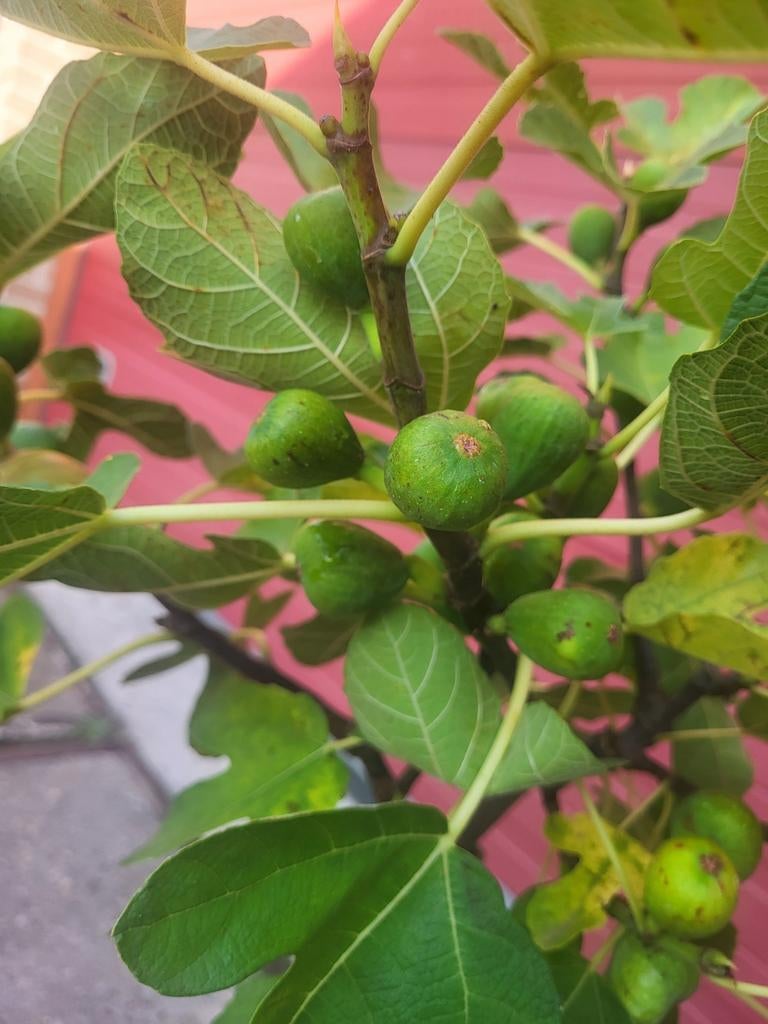 Vijgen bomen, Tuin en Terras, Planten | Fruitbomen, Vijgenboom, Minder dan 100 cm, Ophalen of Verzenden