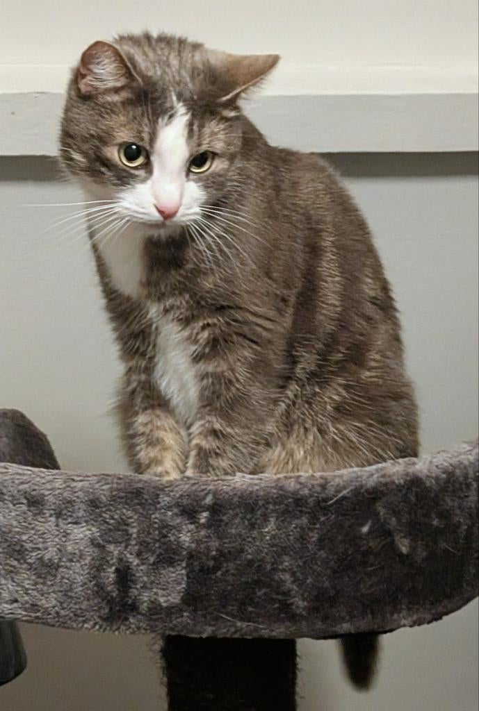 Blade. Europese korthaar. Superkat. Is dol op vrouwen., Dieren en Toebehoren