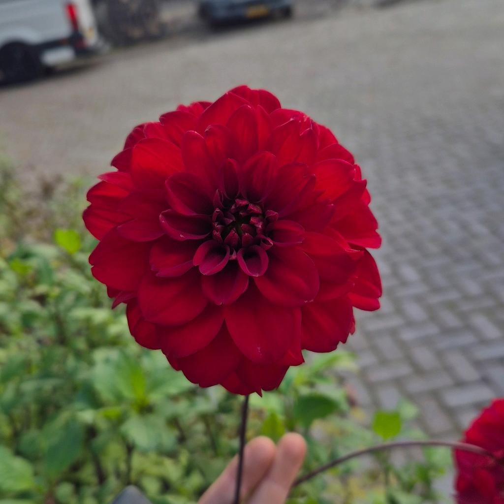 Dahlia knollen rood, Ophalen of Verzenden, Volle zon, Knol