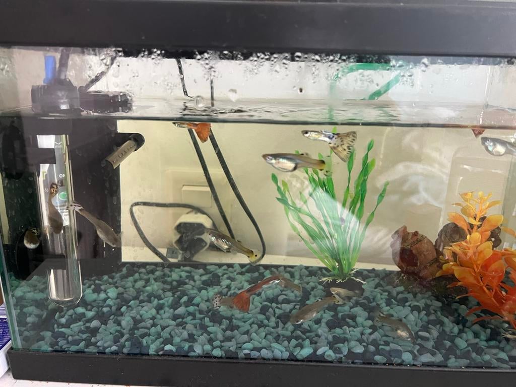 Vissenkom eventueel met vissen, Ophalen, Inclusief toebehoren, Zo goed als nieuw, CO₂-systeem